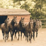 lazar-lovaspark-lovak